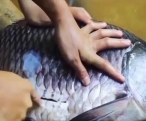 Perut Ikan Isinya Ternyata Dua Ekor Buaya 