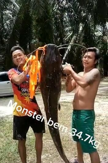 Penangkapan Ikan Lele Raksasa Segede Manusia