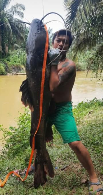 Penangkapan Ikan Lele Raksasa Segede Manusia