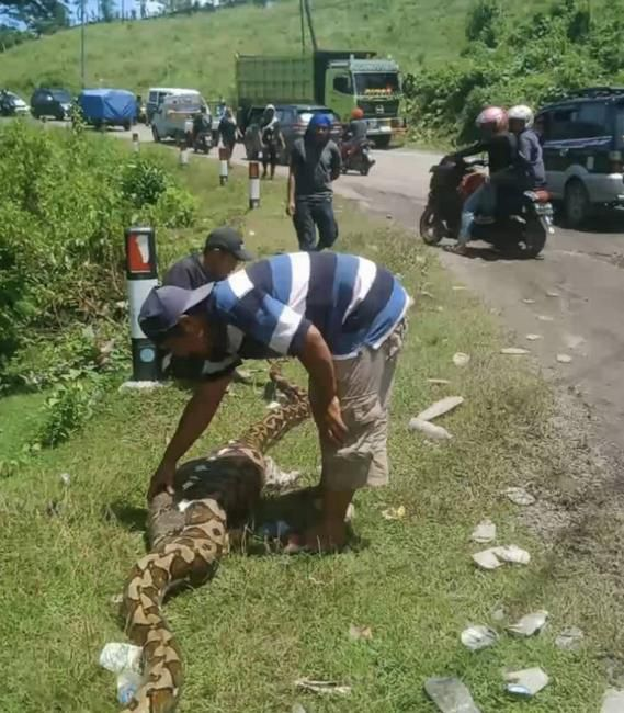 Penemuan Ular Piton  Sepanjang Tujuh Meter