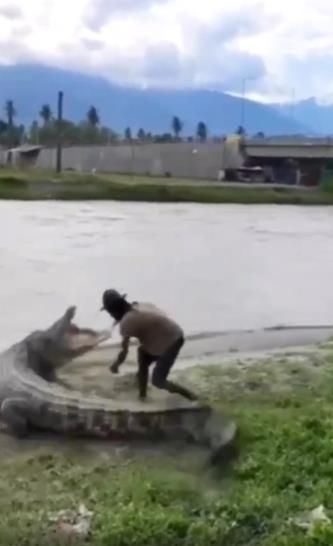 Berani Elus Elus Punggung Buaya Raksasa