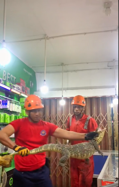 Viral Video Biawak Panjat Toko Pulsa