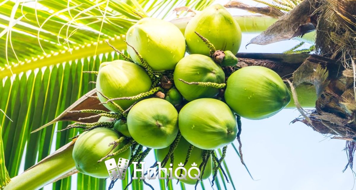 Selain Mengganti Cairan Tubuh, Ini 7 Manfaat Lain dari Air Kelapa