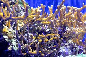 Fire Coral | Millepora sp. (Milleporidae) Class Hydrozoa GEN… | Flickr