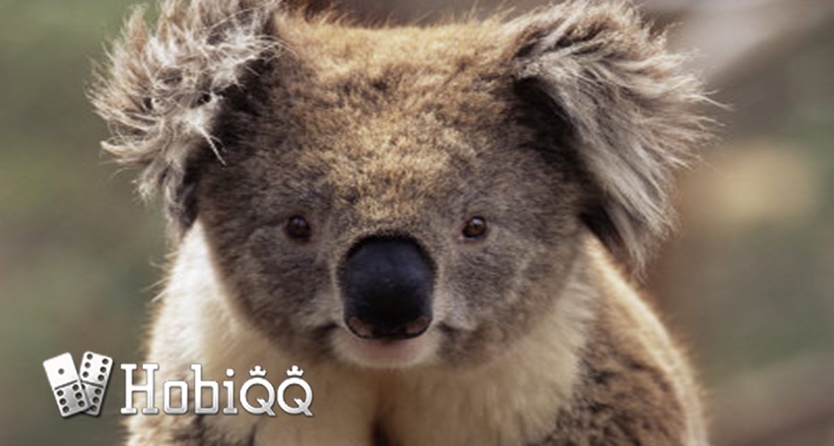 Fakta Unik Koala, Si Malas yang Suka Bikin Gemas