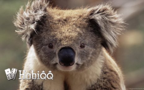 Fakta Unik Koala, Si Malas yang Suka Bikin Gemas