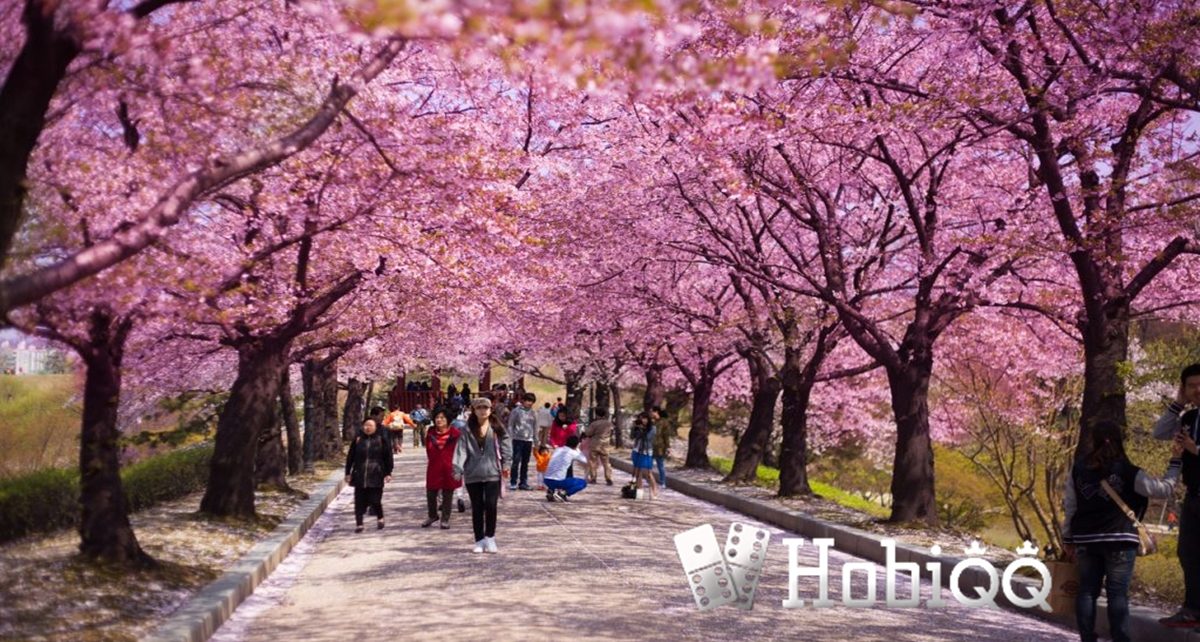 Tempat Terbaik Melihat Bunga Sakura di Jepang