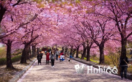 Tempat Terbaik Melihat Bunga Sakura di Jepang