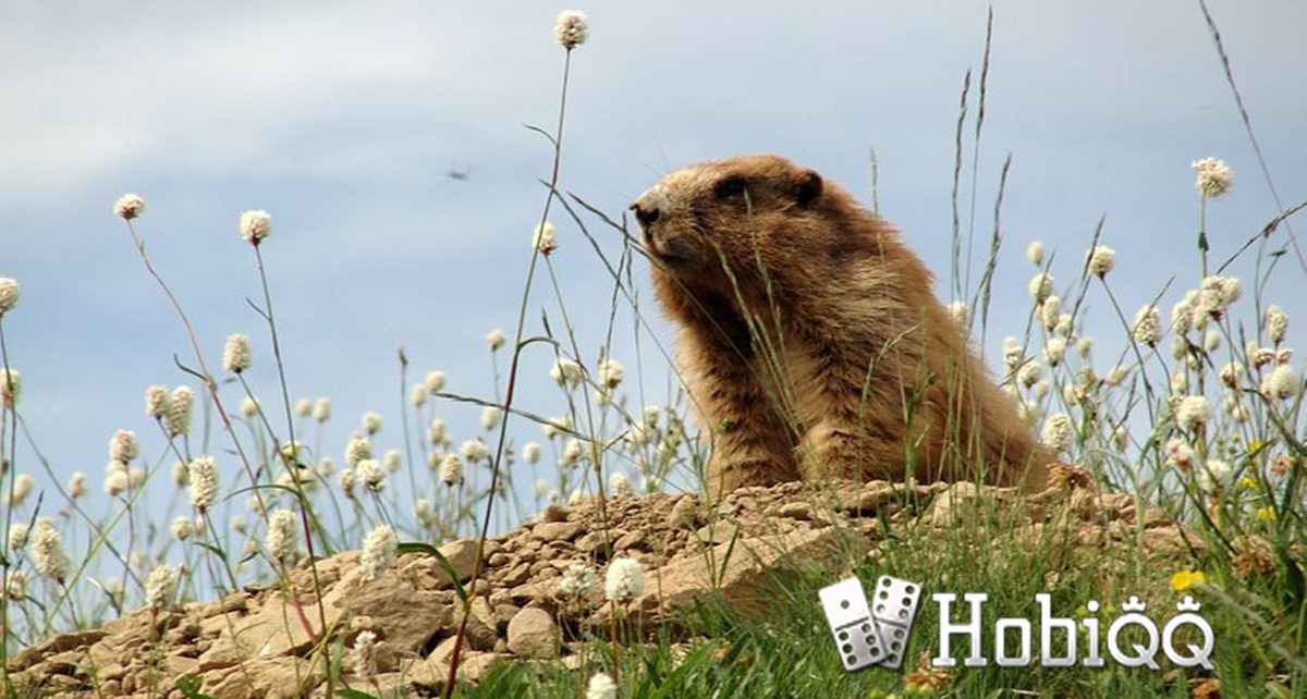 Fakta Unik Hewan Olympic Marmot