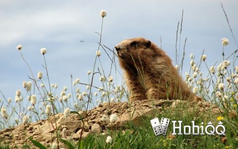 Fakta Unik Hewan Olympic Marmot