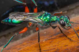 Emerald Cockroach Wasp (Ampulex compressa) · iNaturalist