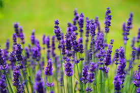 Growing Lavender: Planting & Care Guide | Garden Design