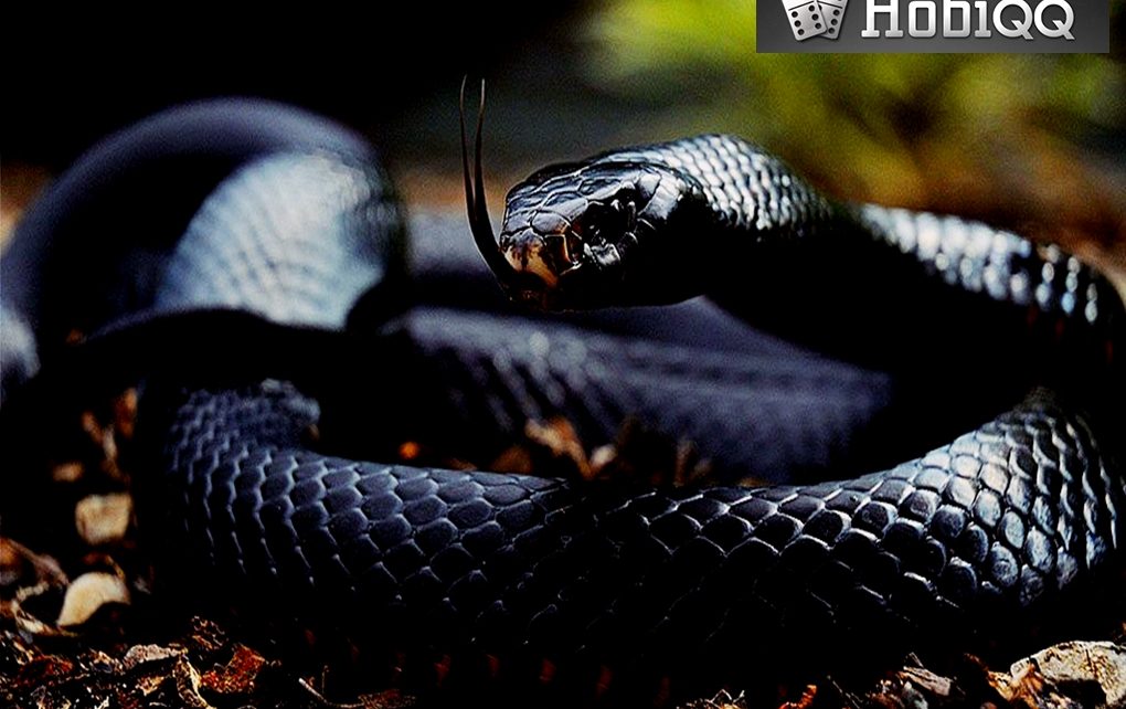 BLACK MAMBA REPTIL MEMATIKAN