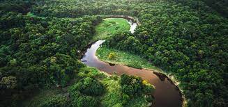 4 Alasan Mengapa Hutan Hujan Amazon Sangat Penting - Trenasia.com