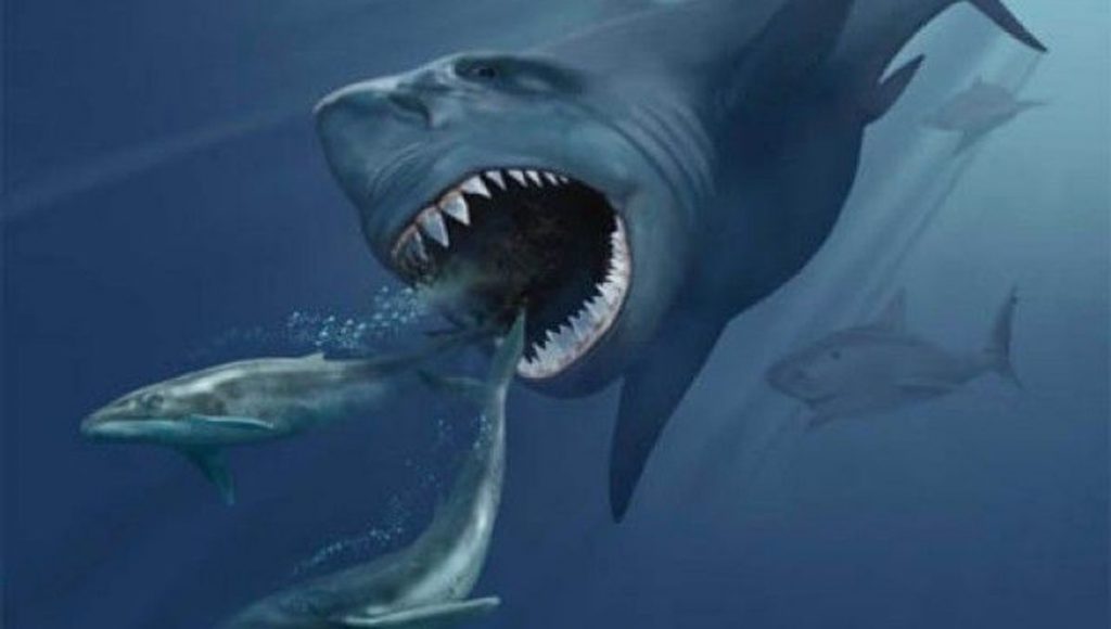 Beberapa fakta tentang hiu megalodon