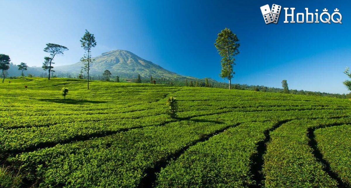 Kebun Teh Hits di Wonosobo Cocok untuk Liburan