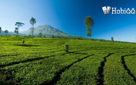 Kebun Teh Hits di Wonosobo Cocok untuk Liburan