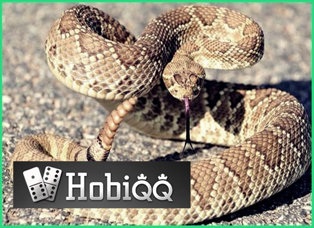 Fakta Ular Derik  'Rattlesnake'