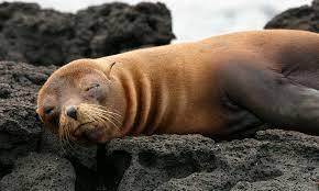 Galapagos Fur Seal - Galapagos Conservation Trust