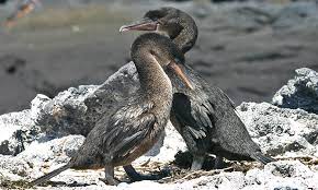 Hewan Endemik Kepulauan Galapagos