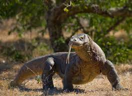 Komodo Dragon Is On The Ground Stock Photo - Download Image Now - Komodo  Dragon, Komodo Island, Indonesia - iStock