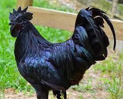 Black 'Kadaknath' chicken reaches Kashmir