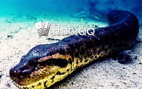 ANACONDA PENGUASA HUTAN AMAZON