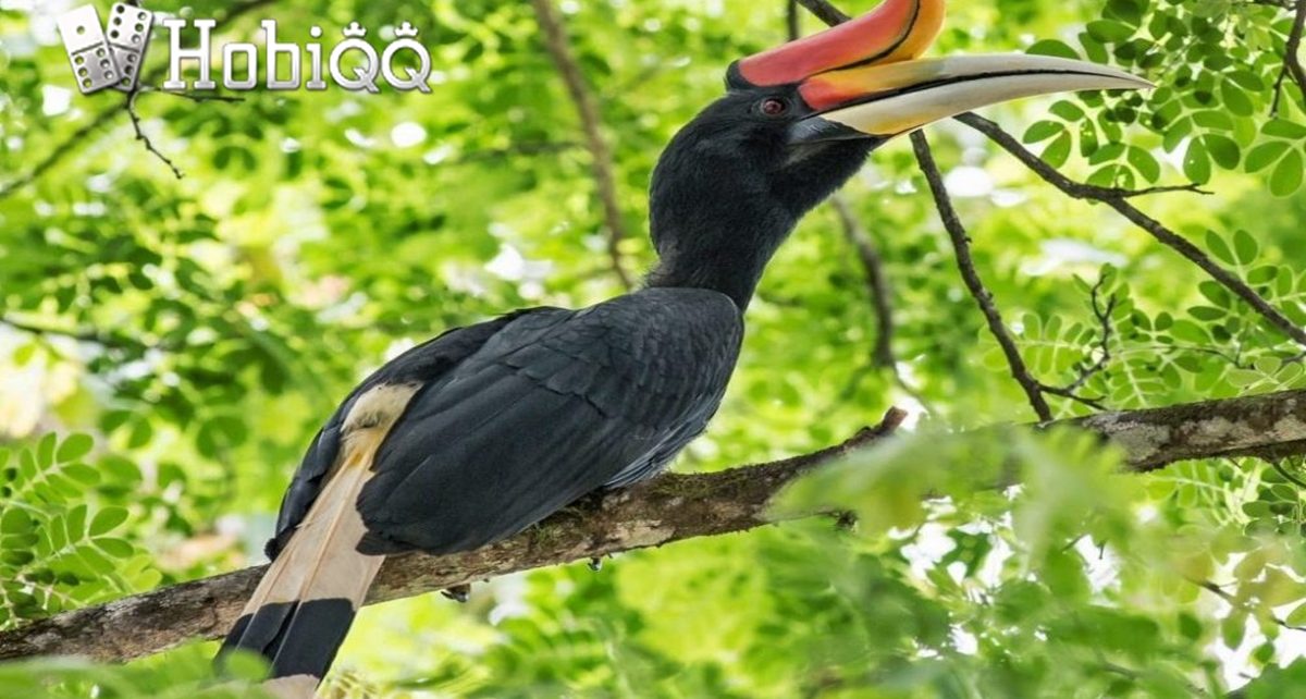 Fakta Rangkong Gading Burung Setia