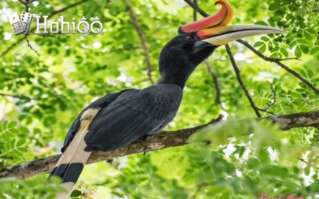 Fakta Rangkong Gading Burung Setia