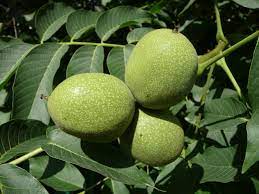 Kacang kenari - Wikipedia bahasa Indonesia, ensiklopedia bebas