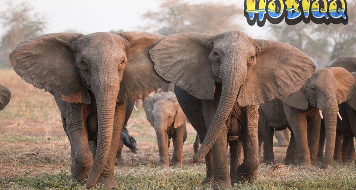 Gajah Afrika Mamalia Darat Terbesar di Dunia