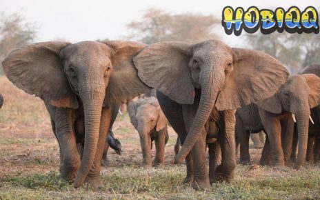 Gajah Afrika Mamalia Darat Terbesar di Dunia