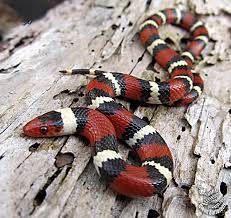 Lampropeltis - Wikipedia bahasa Indonesia, ensiklopedia bebas