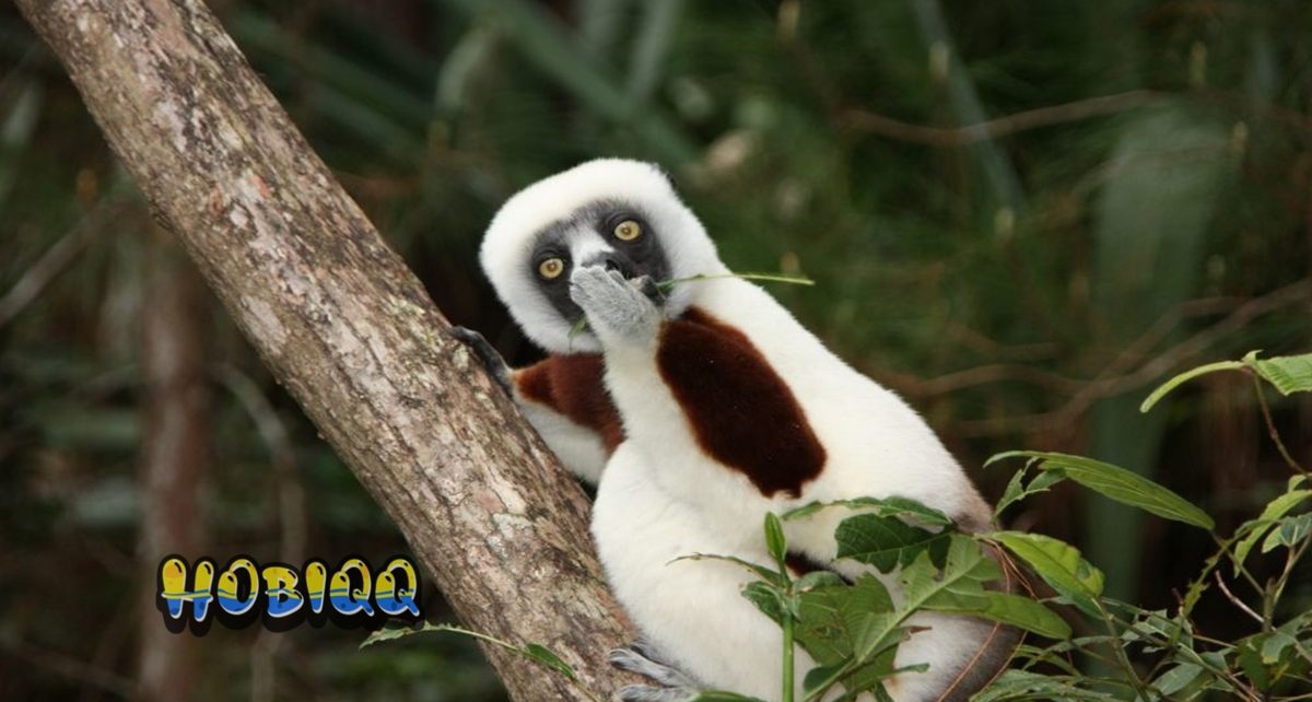 Hewan Yang Tampak Menyeramkan Tapi Bersuara Imut