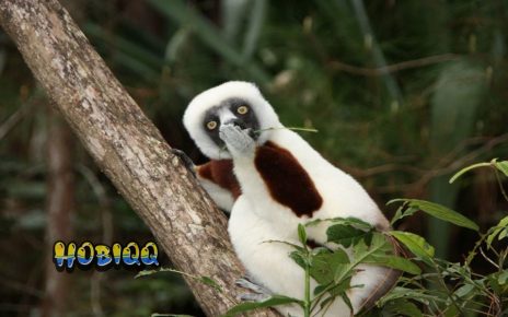 Hewan Yang Tampak Menyeramkan Tapi Bersuara Imut