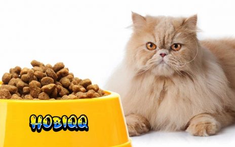 Makanan Kucing Anggora agar Bulu Lebat dan Berkilau