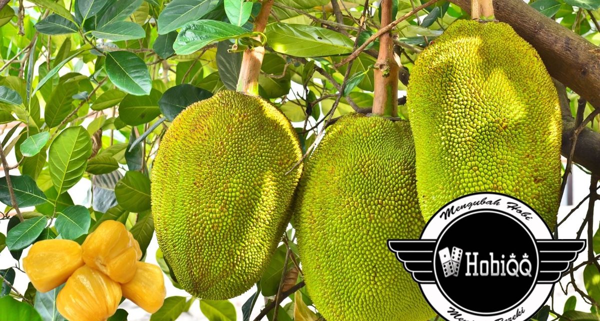 Manfaat Buah Nangka Untuk Kesehatan Tubuh