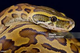 Ular Piton Batu Afrika Foto Stok - Unduh Gambar Sekarang - African Rock  Python, Sanca sejati, Besar - Deskripsi Fisik - iStock