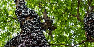 Jabuticaba, buah unik asal Brazil yang tumbuh di kulit pohon