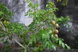 5 Manfaat Buah Kedondong untuk Kesehatan