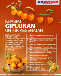 SINDOgrafis: 10 Khasiat Buah Ciplukan ...