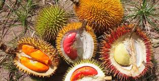 11 Manfaat Buah Lai: Kembaran Durian, Kaya Kebaikan