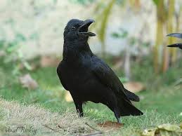 Burung Gagak Antara Dunia Hitam dan ...