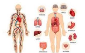 Organ Tubuh Manusia: Pengertian, Bagian ...