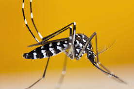 Mengenal Nyamuk Aedes Albopictus ...