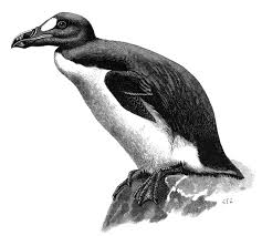 Great auk - Simple English Wikipedia ...