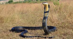 King Cobras into Four Species ...