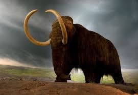 Mengenal Mammoth Berbulu, Megaherbivora ...