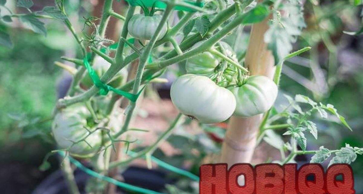 White Tomato