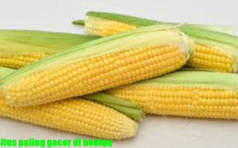 12 Manfaat Jagung